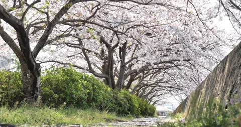 Cherry blossoms.  Low - Angle. Stock Footage 145381945