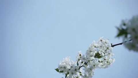 Cherry Blossoms Low Angle View Of Cherry Blossoms Against Sky Stock Footage 153719231