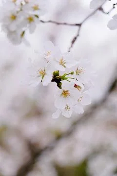 Cherry blossoms macro flower, blurred background Stock Photos