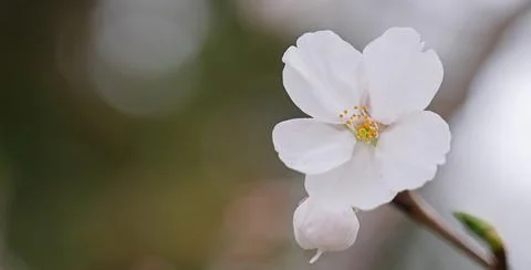 Cherry blossoms macro flower, blurred background Stock Photos