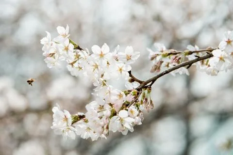 Cherry blossoms in March Stock Photos