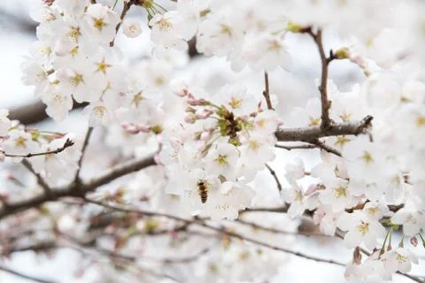 Cherry blossoms in March Stock Photos