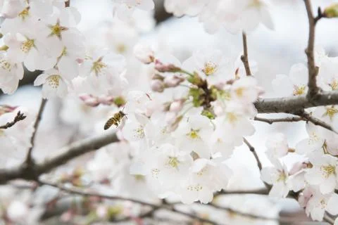 Cherry blossoms in March Stock Photos