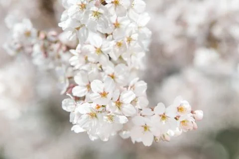 Cherry blossoms in March Stock Photos