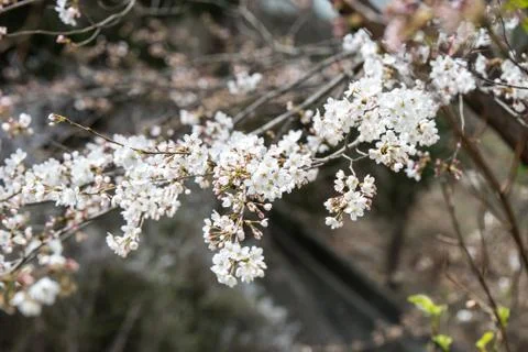 Cherry blossoms in March Stock Photos