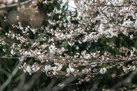 Cherry blossoms in March Stock Photos