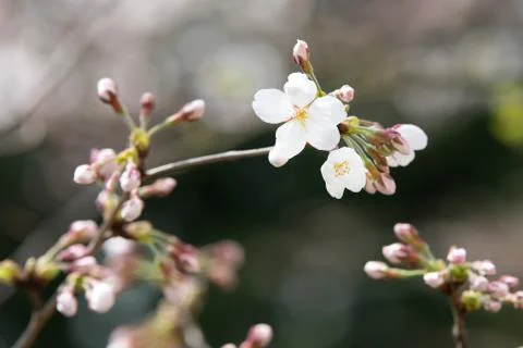 Cherry blossoms in March Stock Photos