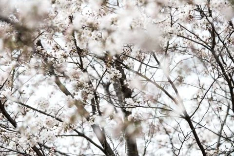 Cherry blossoms in March Stock Photos