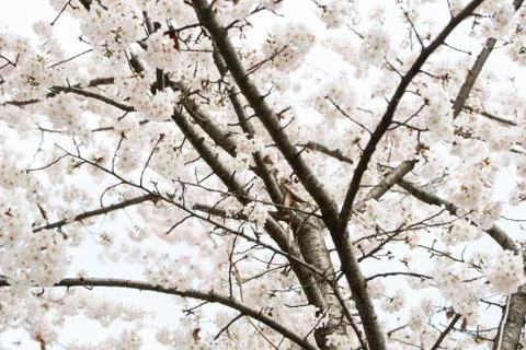 Cherry blossoms in March Stock Photos