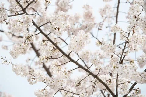 Cherry blossoms in March Stock Photos