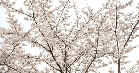 Cherry blossoms in March Stock Photos