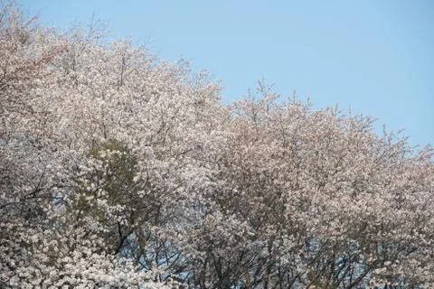 Cherry blossoms in March Stock Photos