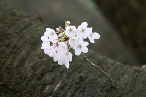 Cherry blossoms in March Stock Photos