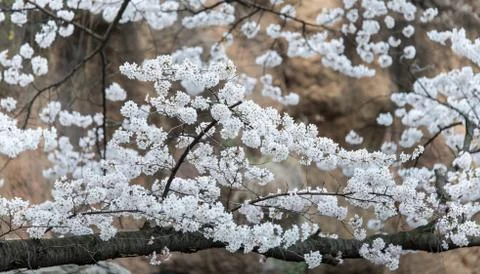 Cherry blossoms in March Stock Photos