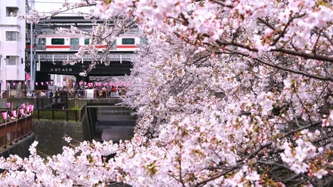 Cherry blossoms at Meguro River Vidéo 126455266