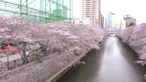 Cherry Blossoms of Meguro River 動画素材 332397545
