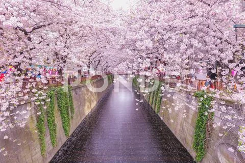 Cherry blossoms at Meguro river, Tokyo, Japan Stock Photos