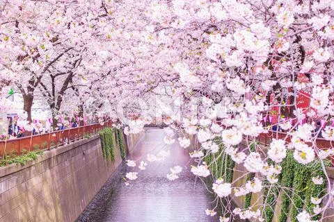Cherry blossoms at Meguro river, Tokyo, Japan Stock Photos