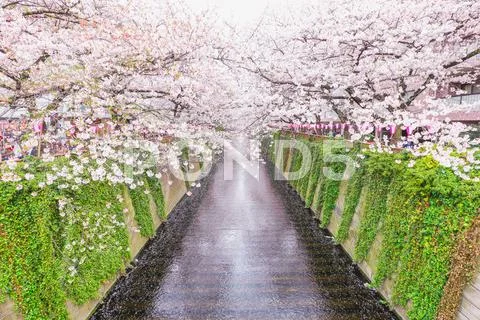 Cherry blossoms at Meguro river, Tokyo, Japan Stock Photos