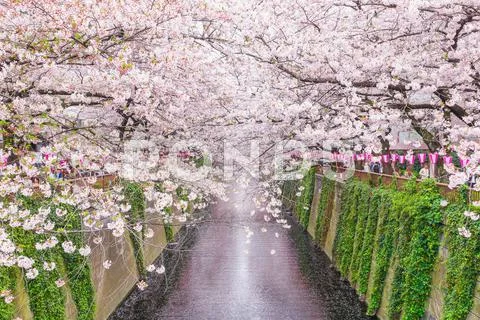 Cherry blossoms at Meguro river, Tokyo, Japan Stock Photos