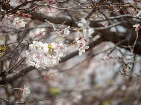Cherry blossoms in midbloom from a tree in the spring Stock Photos