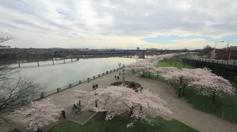 Cherry Blossoms with Moving Clouds in Downtown Portland Oregon Timelapse Stock Footage 22253914