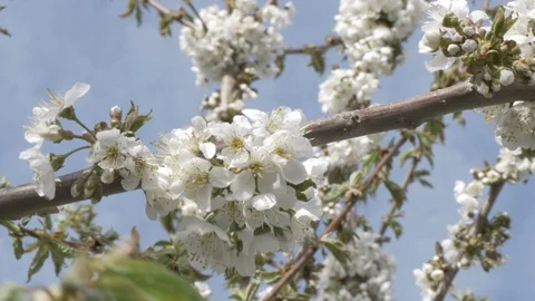 Cherry blossoms moving in wind medium shot 4k Stock Footage 108066761