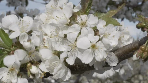 Cherry blossoms moving in wind medium closeup 4k Stock Footage 108066912