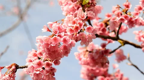 Cherry blossoms moving on windy day ,Chiang Mai, Thailand. blosom new Stock Footage 61057627