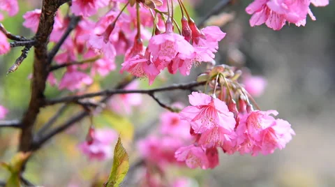 Cherry blossoms moving on windy day ,Chiang Mai, Thailand. Stock Footage 61057828