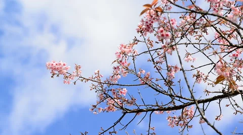 Cherry blossoms moving on windy day ,Chiang Mai, Thailand.2 Stock Footage 61059117
