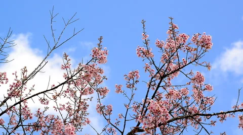 Cherry blossoms moving on windy day ,Chiang Mai, Thailand. Stock Footage 61059422