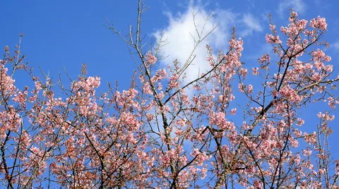 Cherry blossoms moving on windy day ,Chiang Mai, Thailand. Stock Footage 61062772