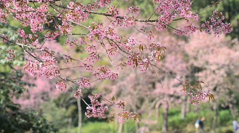Cherry blossoms moving on windy day ,Chiang Mai, Thailand. Stock-Footage 61064267