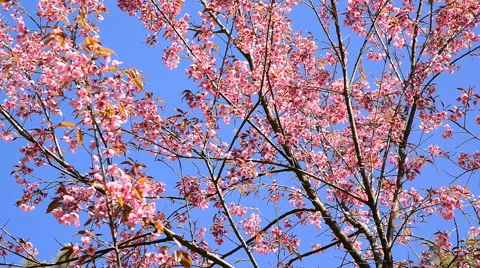 Cherry blossoms moving on windy day ,Chiang Mai, Thailand. Stock Footage 61065058