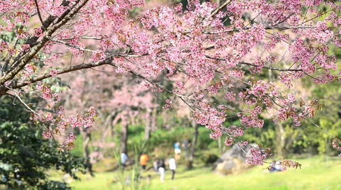 Cherry blossoms moving on windy day ,Chiang Mai, Thailand. Stock Footage 61065136