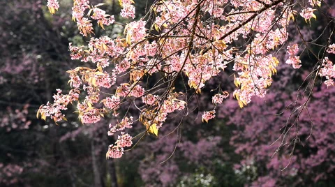 Cherry blossoms moving on windy day ,Chiang Mai, Thailand. Stock Footage 61065706