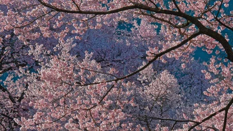 Cherry blossoms in Nagano, Japan Stock Footage 106942093