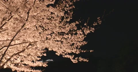 Cherry blossoms at night 스톡 동영상 161863618