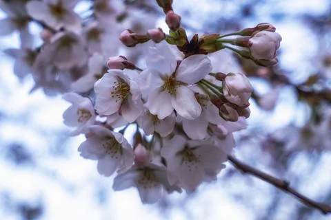 Cherry Blossoms at Night Foto stock