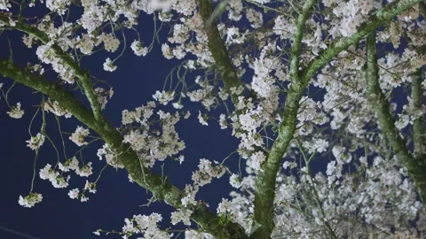 Cherry blossoms at night under artificial lighting, Japan Vídeos de archivo 331873617