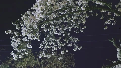 Cherry blossoms at night under artificial lighting, Japan Stock Footage 331873618