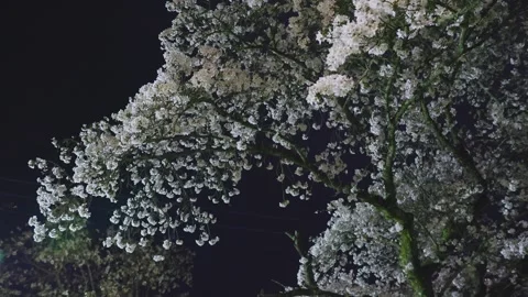 Cherry blossoms at night under artificial lighting, Japan Stock Footage 331873619