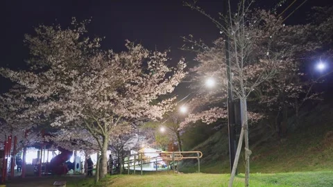 Cherry blossoms at night under artificial lighting, Japan Vídeos de archivo 331873622