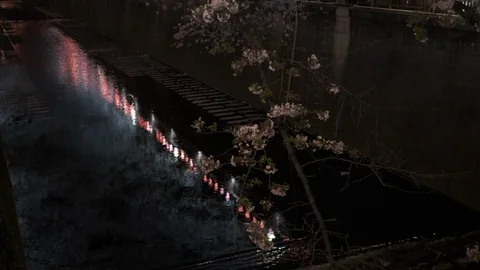 Cherry Blossoms Night View Stock Footage 106098357