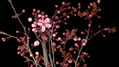 Cherry blossoms open their petals Stock Footage 148895876