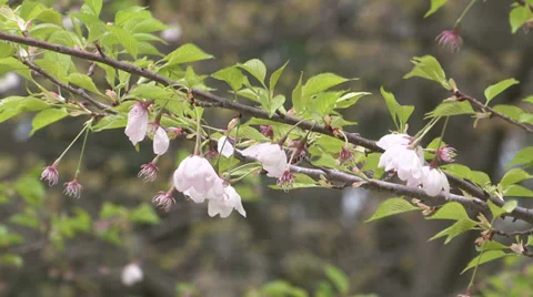Cherry blossoms opening Stock Footage 38373480