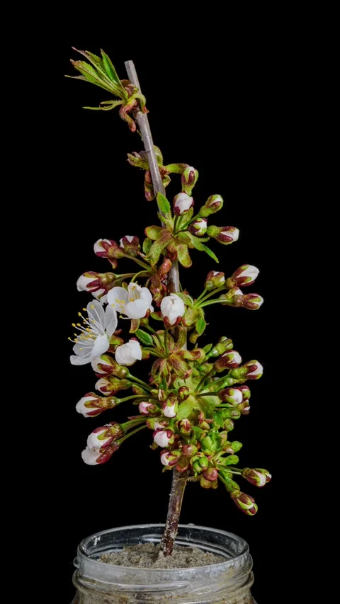 Cherry blossoms opening rotating time lapse Stock Footage 247012393