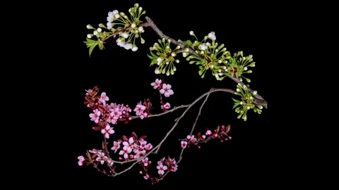 Cherry blossoms opening time lapse Stock Footage 340649426