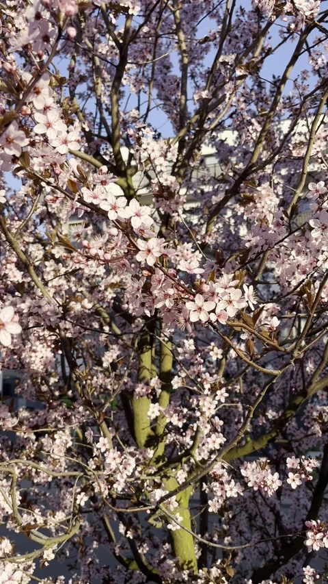 Cherry blossoms, or sakura, with bright pink flowers on a tree. Wroclaw, Poland. Stock-Footage 330944010